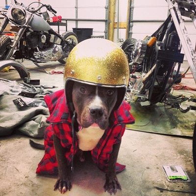 dog wearing a helmet