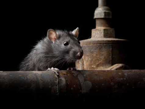 Wild rat file photo. 