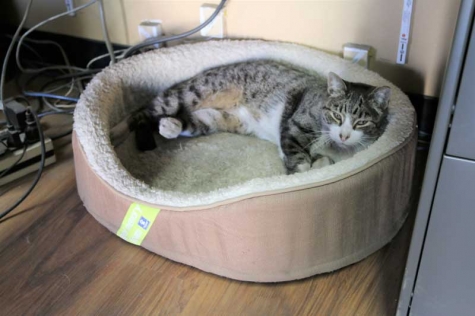 Anderson went from a feral street cat to a lazy entitled house cat after doing his time at Anderson Behel in Santa Clara, CA.